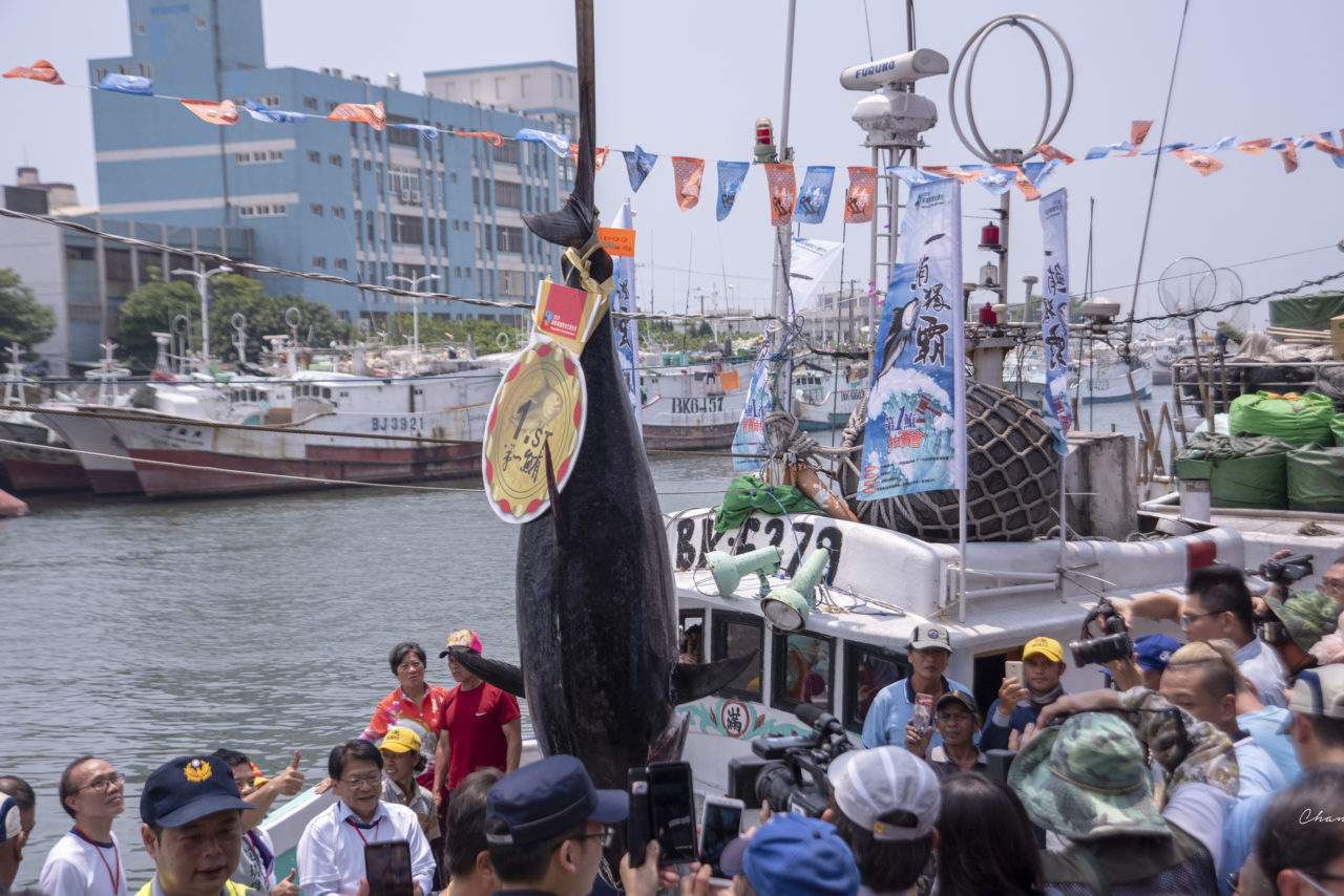 2019屏東第一鮪拍賣 【圖/採訪畫面】