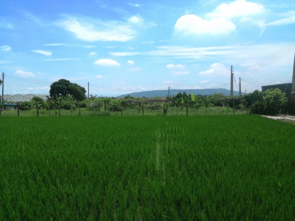 台南水情轉趨樂觀 黃偉哲對開放二期稻作持肯定態度