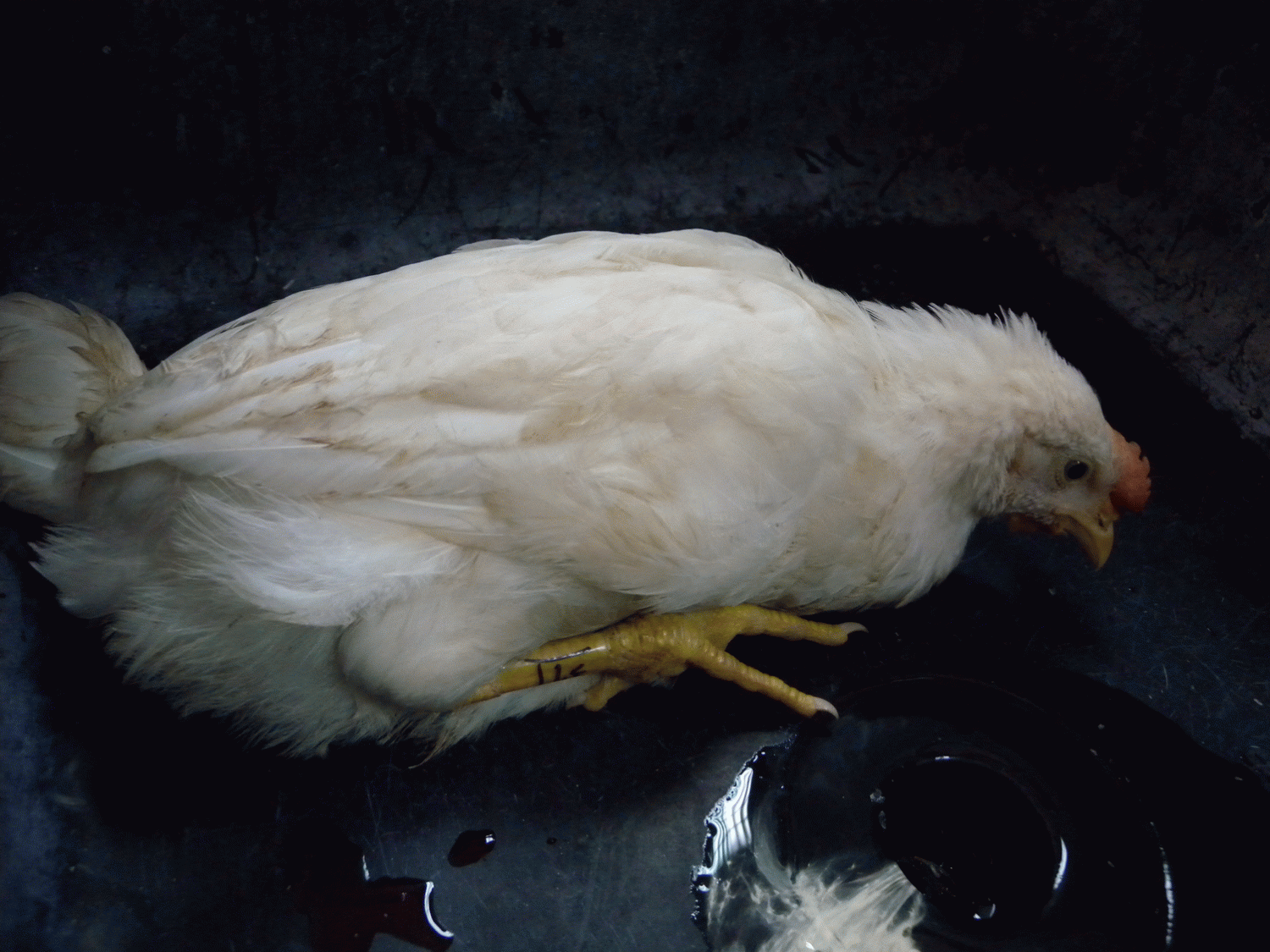 動保處籲養禽業者重視雞隻球蟲防範
