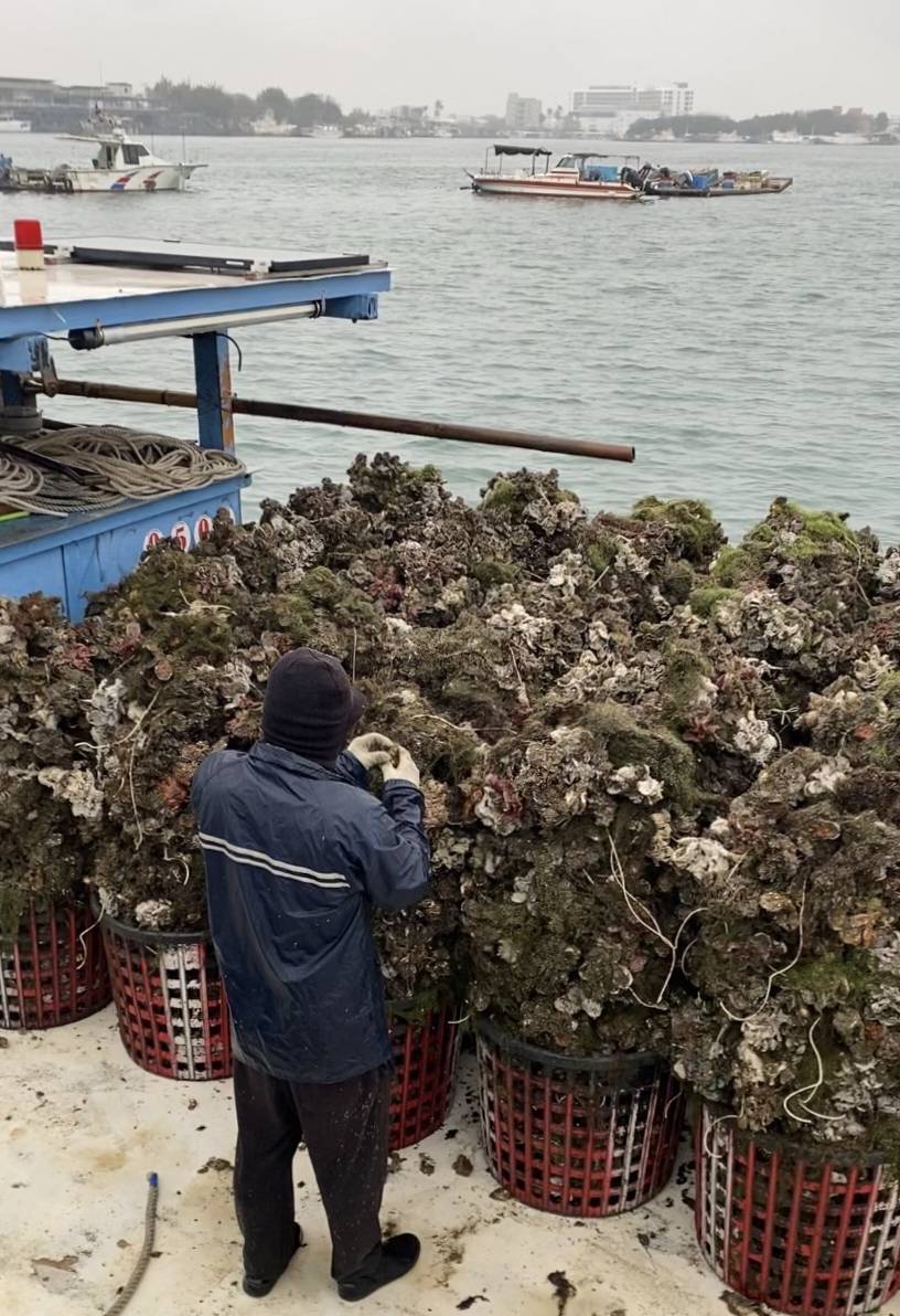 牡蠣故鄉落臺南梅雨促盛產肥沃正當下