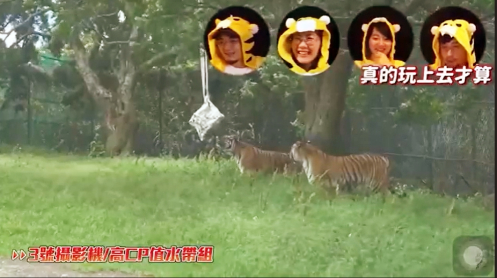 「動物派對」活動　六福村攜手網紅打造動物遊戲場激發動物玩心