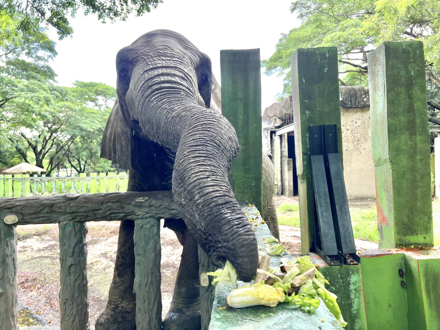 壽山動物園x家樂福「續食計畫」啟動 大象「阿里」及動物好友們大快朵頤