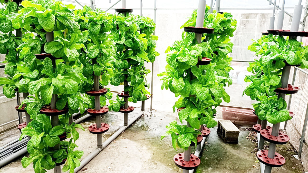 學習居家安全簡單種菜  垂直水耕蔬菜課程正夯