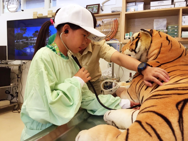 秒殺營隊強勢回歸!　六福村動物夏令營小小獸醫為老虎看診