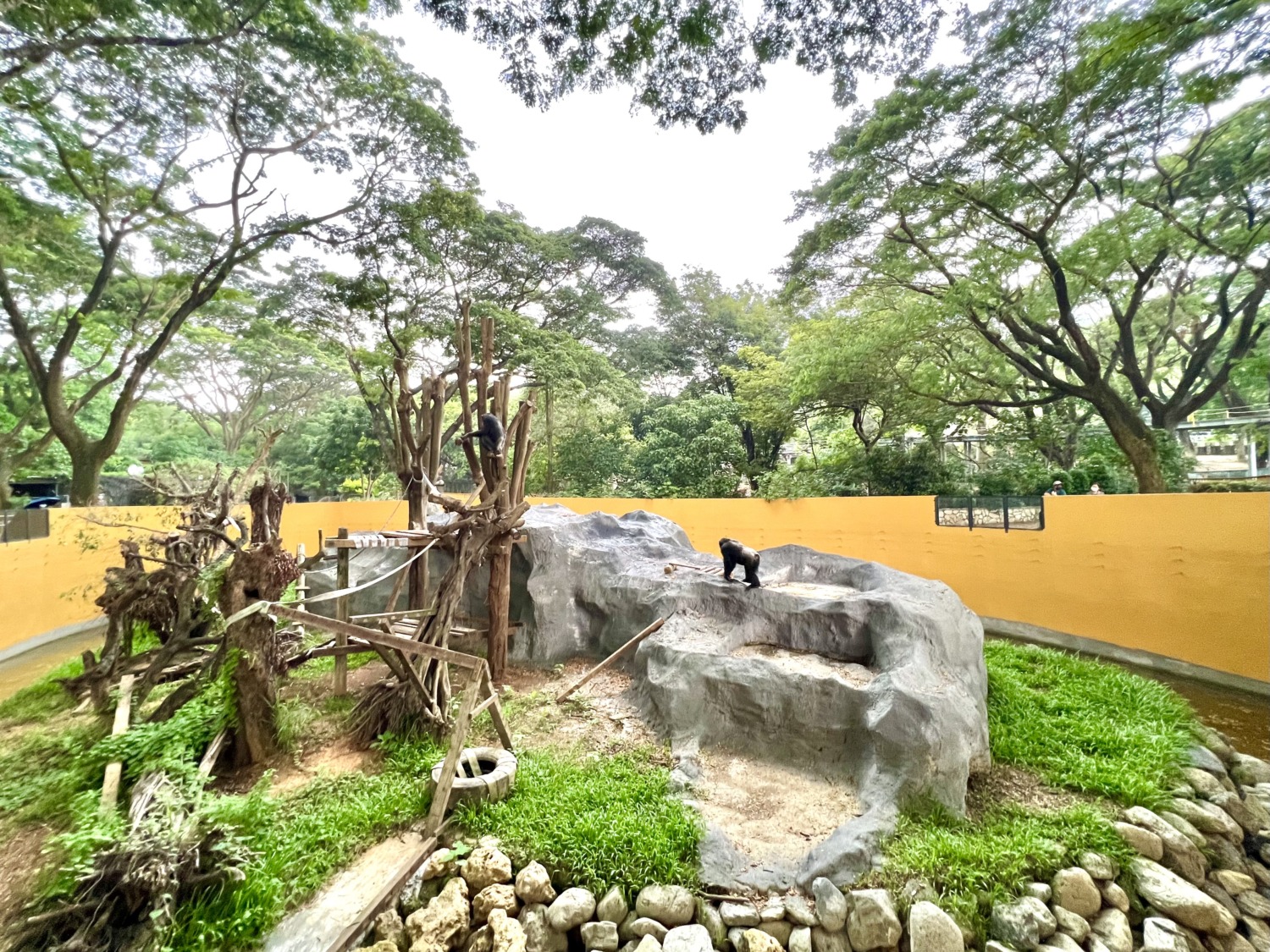 壽山動物園營造動物友善「猩居」 黑猩猩「莉忠」和「美珍」ZOO厝新體驗
