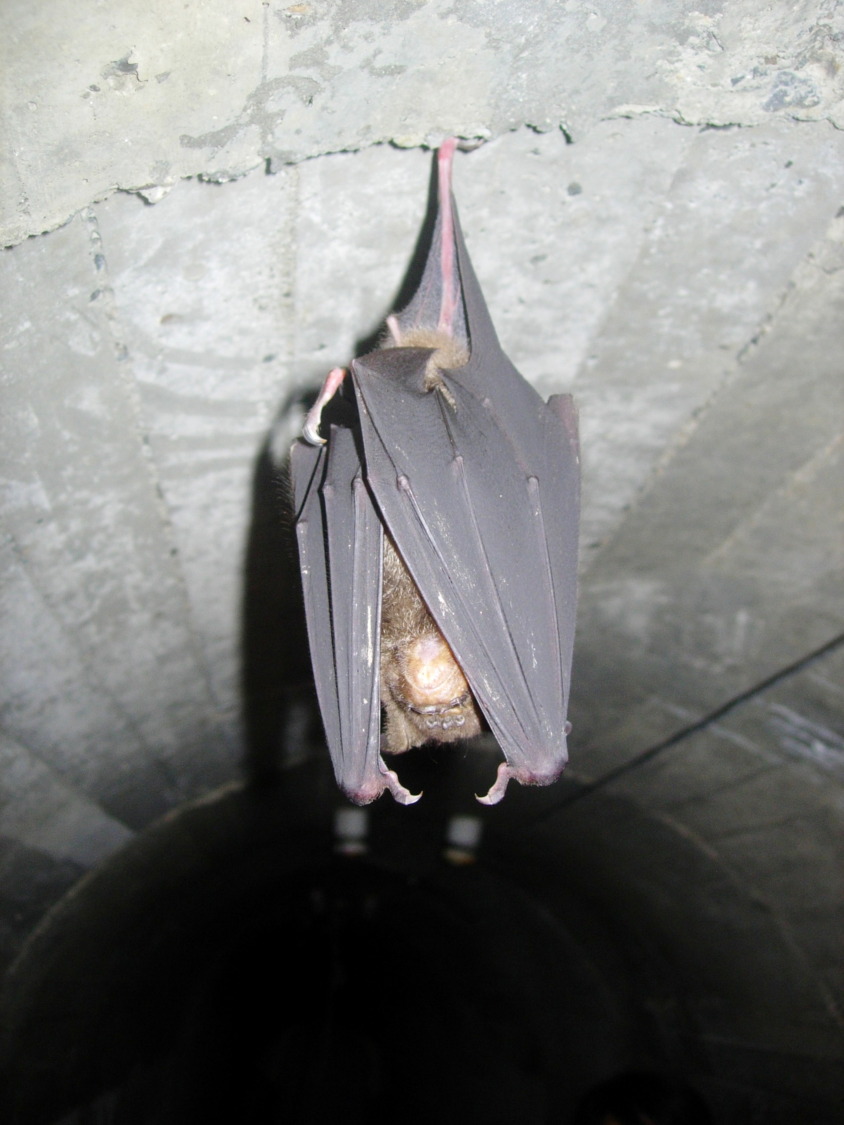 避免人為對蝙蝠的干擾　以降低農作物危害及疾病的傳播