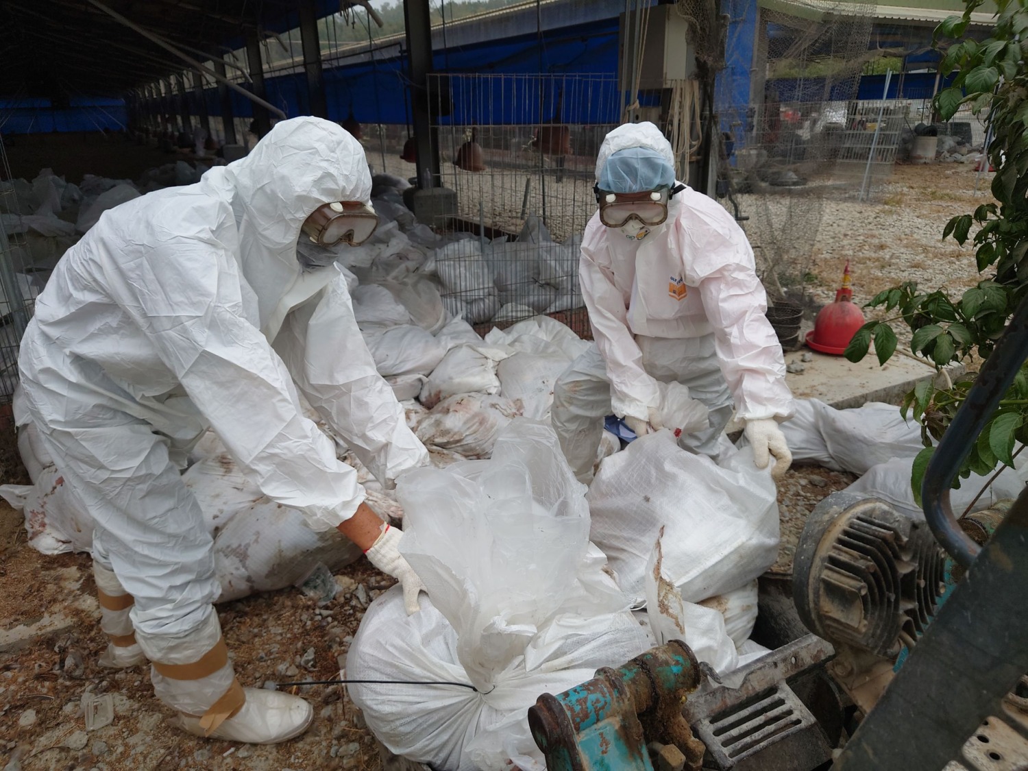 臺南土雞場檢出禽流感 動保處即時處置積極防堵疫情