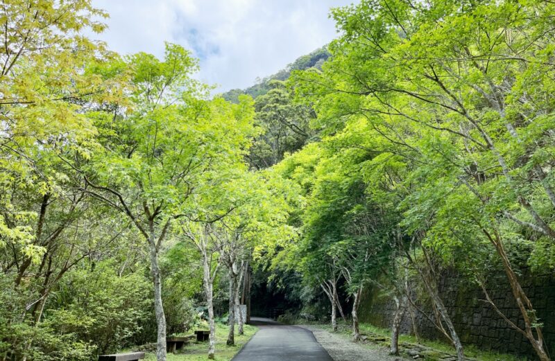 走春感受森林蓬勃的生命力　新竹林管處邀您感受國家森林遊樂區特色魅力