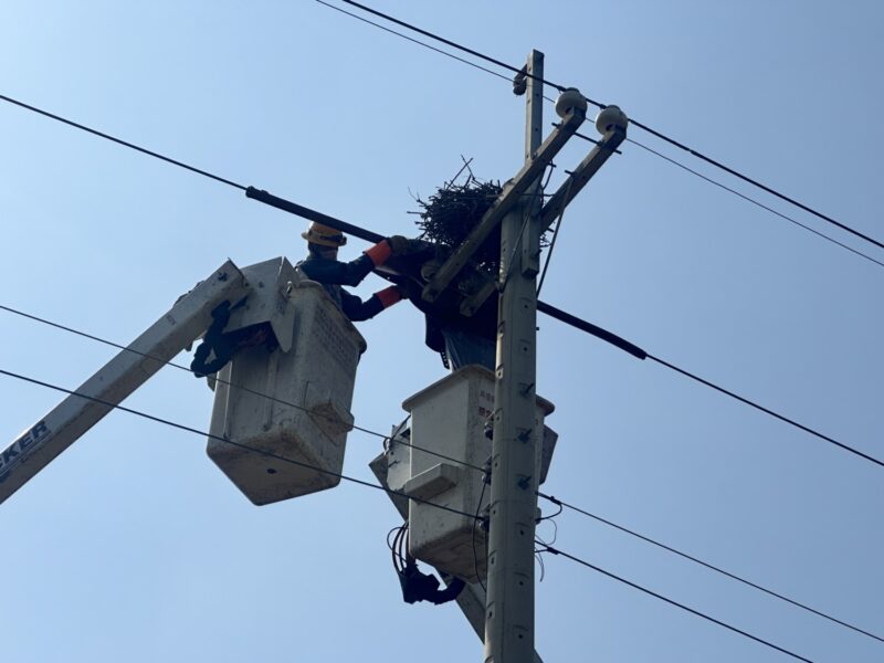 彌陀出現直徑80公分大鳥巢！台電高雄區處出動升空車幫喜鵲搬家！