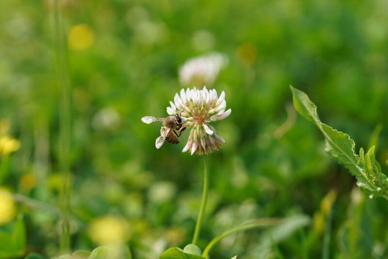 季節限定白花三葉草熱情盛開，網美打卡必去公園