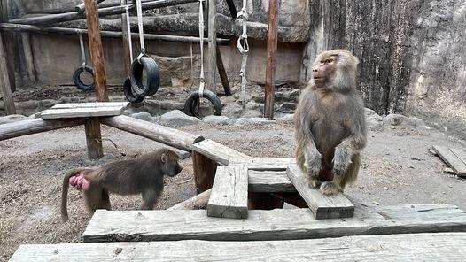 陳其邁發「狒」文    推春假期間來壽山動物園「耍狒」一下