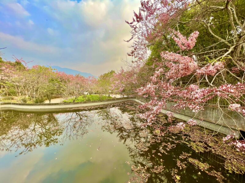 穿越新威桃花心木群賞神威天臺山花旗木廊道