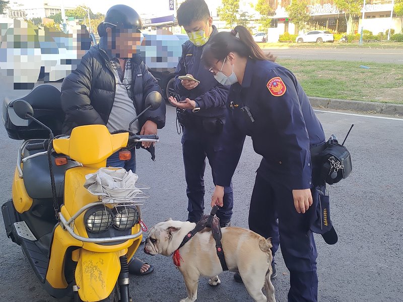 鬥牛犬外出遊蕩　愛狗民眾留置報北鎮警找尋飼主