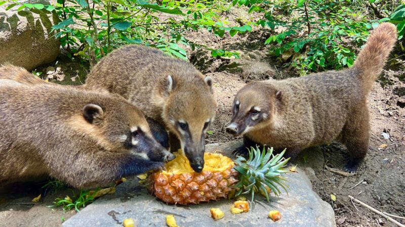 壽山動物園推出當季鳳梨，讓動物們也能品嚐美味！