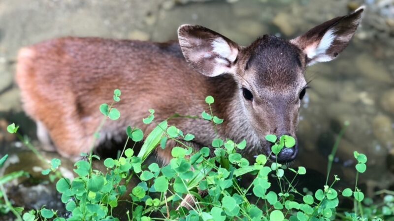 彰化市石牌坑親水步道生態復育有成　母鹿帶小鹿出來踏勘覓食