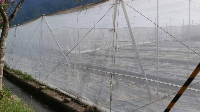 杜蘇芮颱風來襲  高雄農業局籲農民加強防範及注意搶收安全