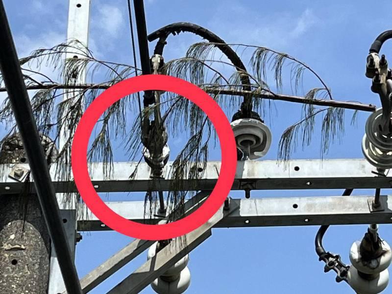 樹枝碰觸高壓線路致岡山「停電49戶」！台電火速排除全數復電