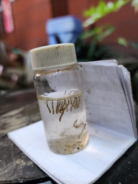高雄市本土登革熱+28 埃及斑蚊棲息家戶 室內噴藥有其必要性