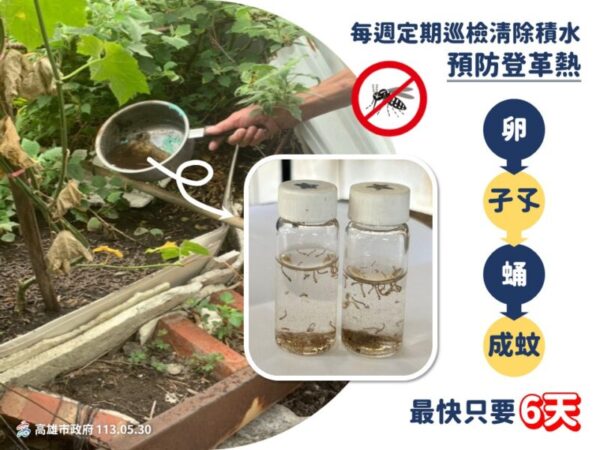 埃及斑蚊蟲卵最快6天羽化成蚊 高市衛生局提醒民眾每週定期巡倒清刷