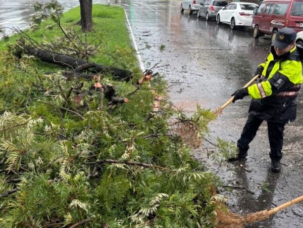 樹倒阻礙雙向道路　竹園熱警揮汗排除路障