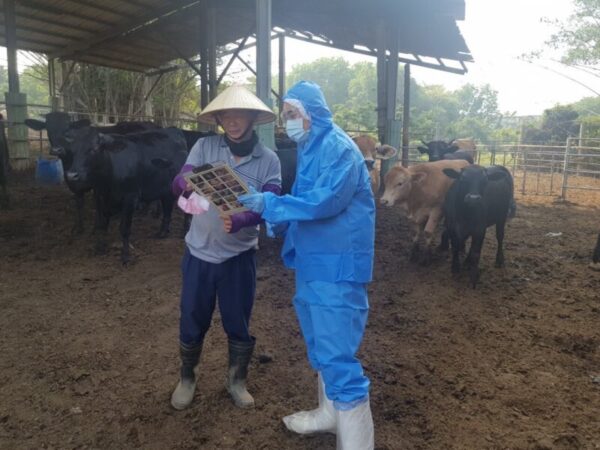 牛結節疹再度現蹤金門   高市協助農民做好生物安全措施 守護高雄牛