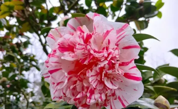 鳳凰茶花季 296茶花品種陸續綻放中