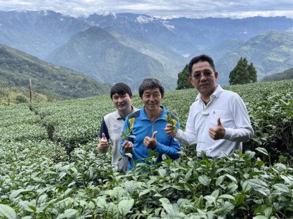 友善土地保育生態 來嘉品茗有機友善茶滋味