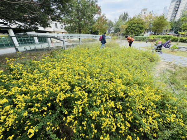 新竹油菊花海盛放將軍村　「在風城撒野」展現受脅植物復育成果