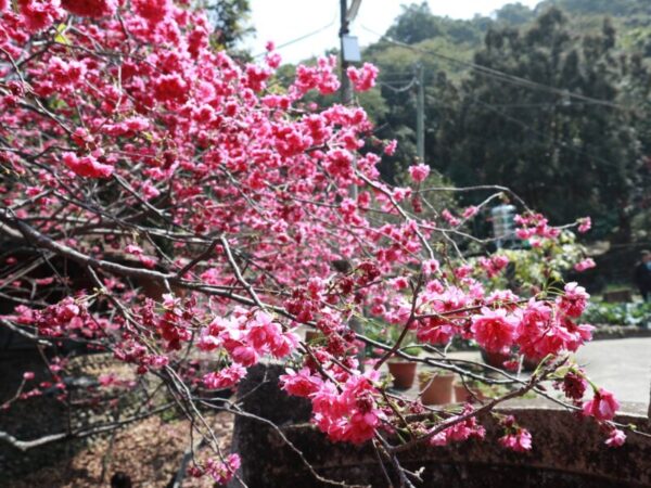 員林市補植櫻花樹苗　重現百果山湖水里櫻花大道榮景