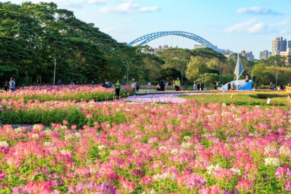 粉色浪漫來襲　古亭河濱花海仙氣爆棚